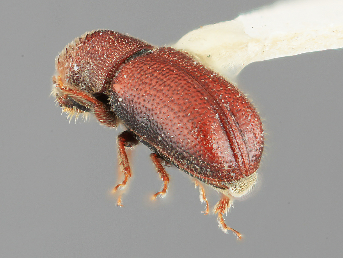 Pityophthorus aciculatus image