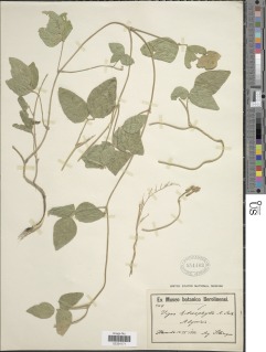 Image of Vigna heterophylla