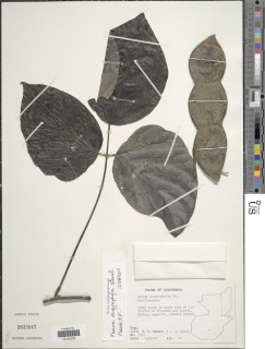 Mucuna argyrophylla image