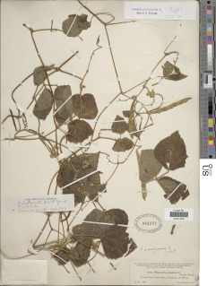 Image of Phaseolus vulgaris