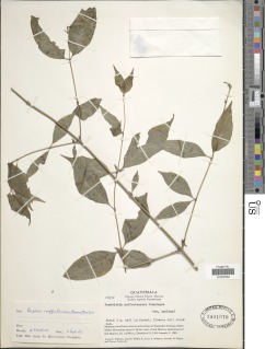 Rogiera suffrutescens image