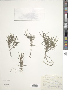 Image of Oldenlandia capensis