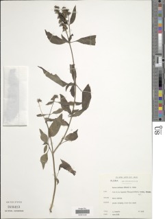 Image of Pentas herbacea