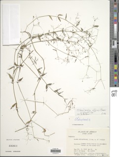 Oldenlandia affinis image