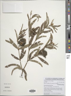 Image of Eriosema laurentii