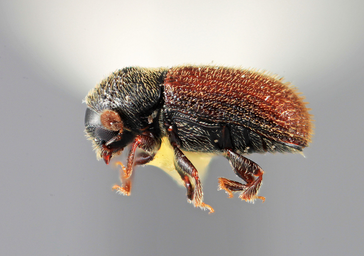 Cryphalomorphus setifer image