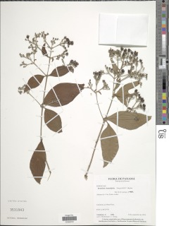 Image of Rondeletia hameliifolia