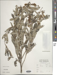 Eriosema psoraleoides image