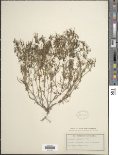 Oldenlandia capensis image