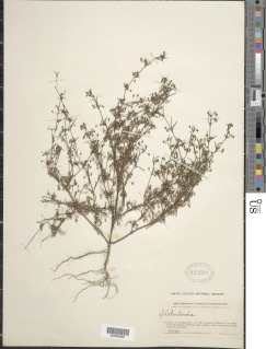 Oldenlandia herbacea var. herbacea image