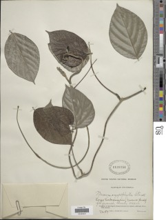 Mucuna argyrophylla image