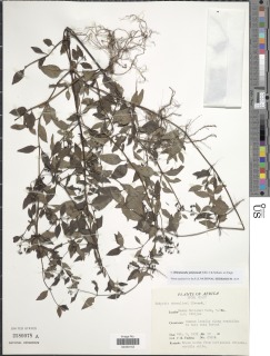 Oldenlandia johnstonii image