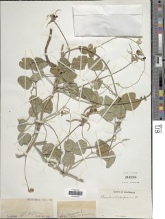 Macroptilium atropurpureum image