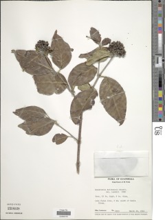 Rondeletia belizensis image
