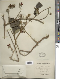 Rhynchosia preussii image