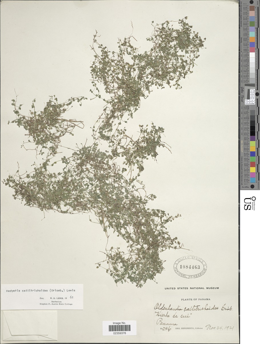 Oldenlandia callitrichoides image