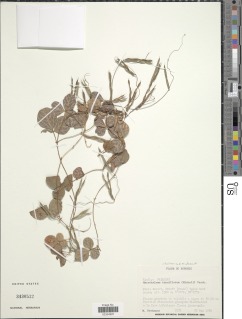 Image of Macrotyloma tenuiflorum