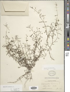 Oldenlandia lancifolia image