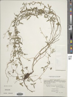 Image of Macroptilium gibbosifolium