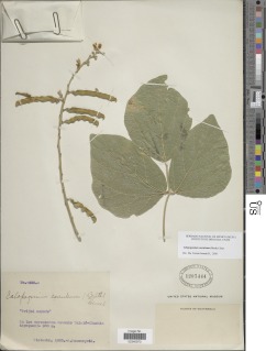 Calopogonium caeruleum image