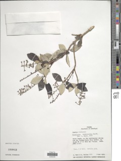 Rondeletia buddleioides image