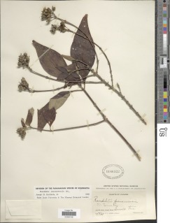 Rondeletia panamensis image