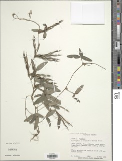 Image of Macrotyloma stenophyllum
