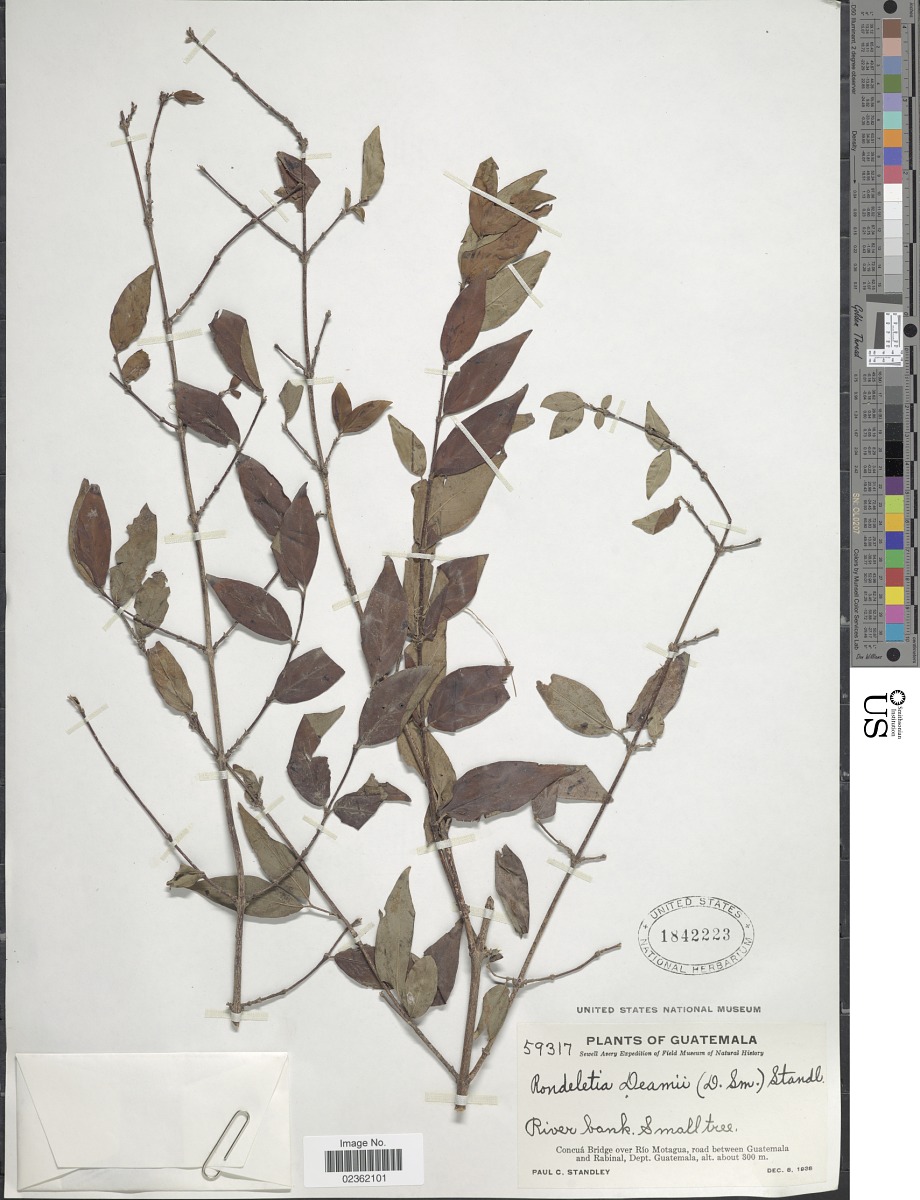 Donnellyanthus deamii image