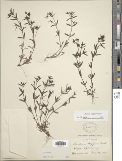 Image of Houstonia longifolia