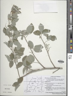 Image of Rhynchosia albissima