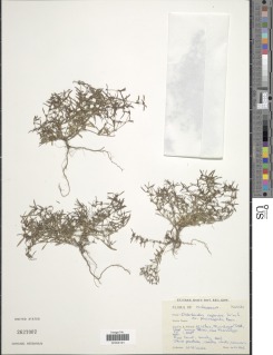 Oldenlandia capensis image