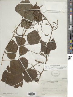 Rhynchosia erythrinoides image