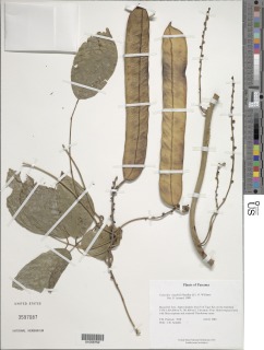 Canavalia oxyphylla image