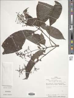 Image of Rondeletia kirkbridei