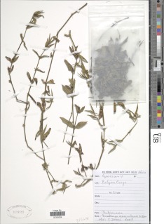 Image of Exallage auricularia