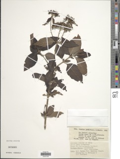 Pentas pubiflora image