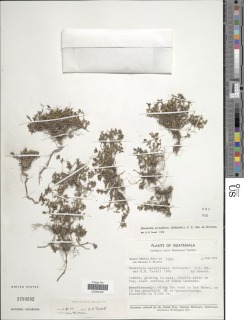 Arcytophyllum serpyllaceum image