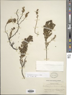 Image of Arcytophyllum lavarum