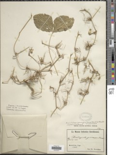 Image of Macrotyloma geocarpum
