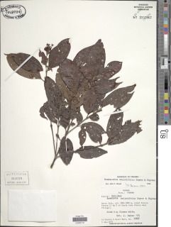 Rondeletia salicifolia image