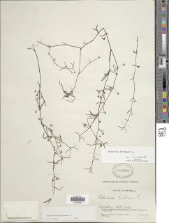 Image of Oldenlandia lancifolia