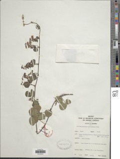 Rhynchosia viscosa var. breviracemosa image
