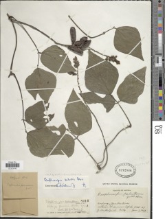 Image of Psophocarpus palustris