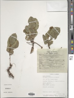 Image of Eriosema cordifolium