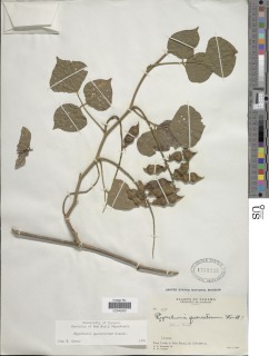 Rhynchosia quercetorum image