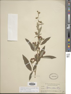 Image of Cajanus bicolor