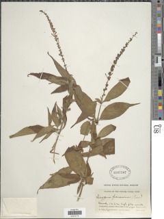 Gonzalagunia panamensis image