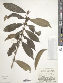 Tricalysia pallens image
