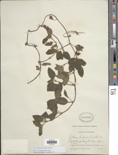 Coccocypselum herbaceum image
