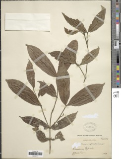 Tricalysia sylvae image